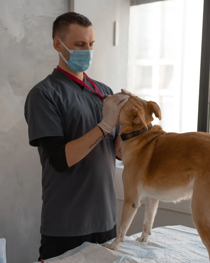 Veterinarian gently examining a dog at Marlowe Animal Hospital