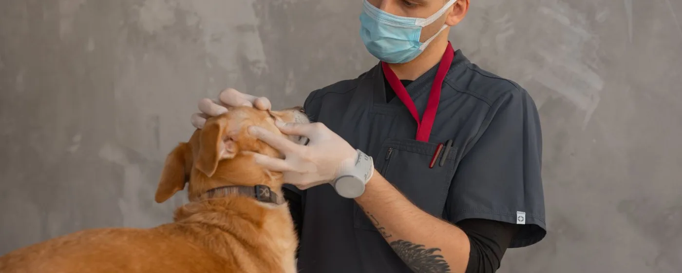 Veterinary team caring for a dog at Marlowe Animal Hospital in Portland